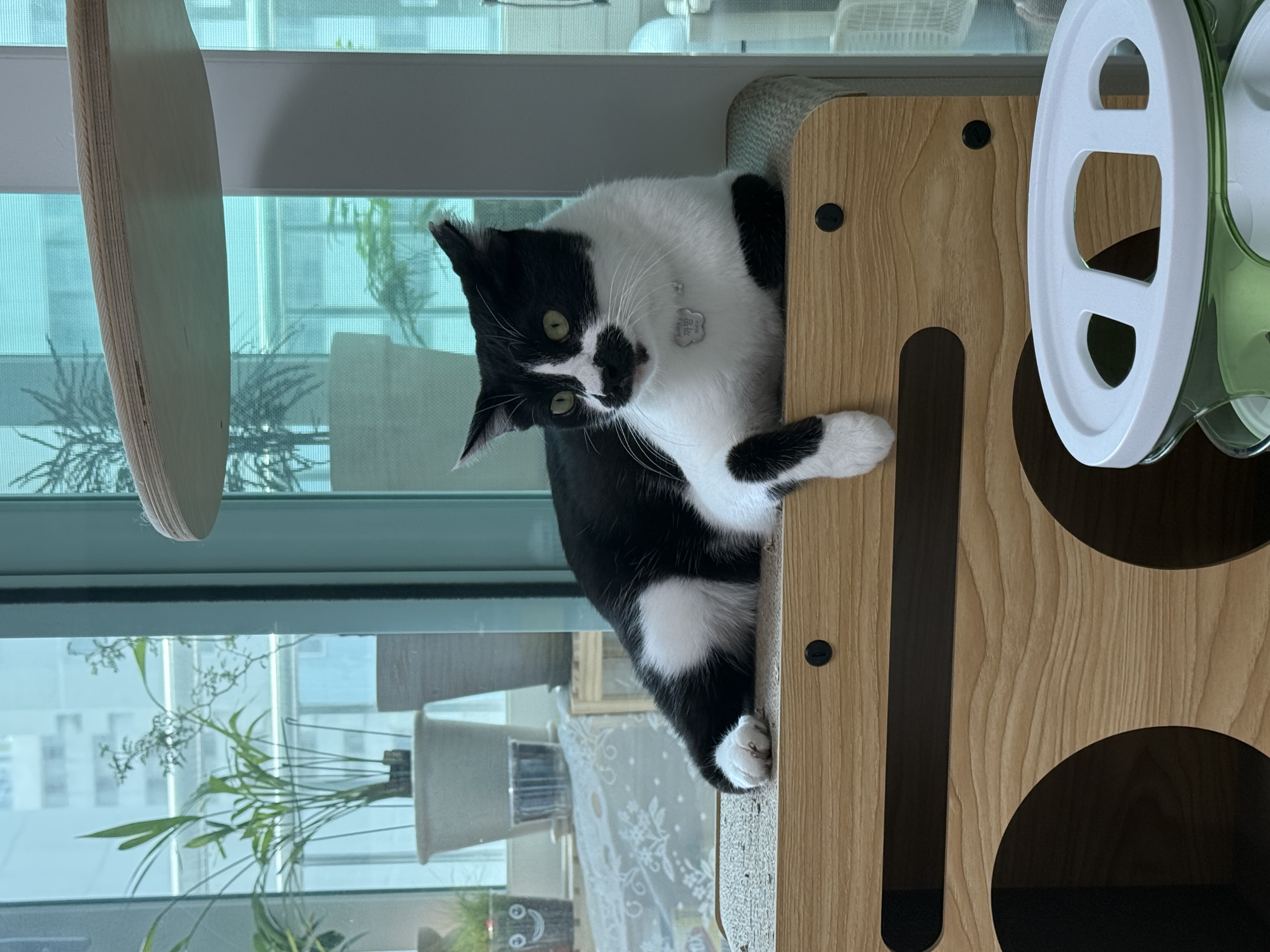 까망(오디) 입양 한달 후기