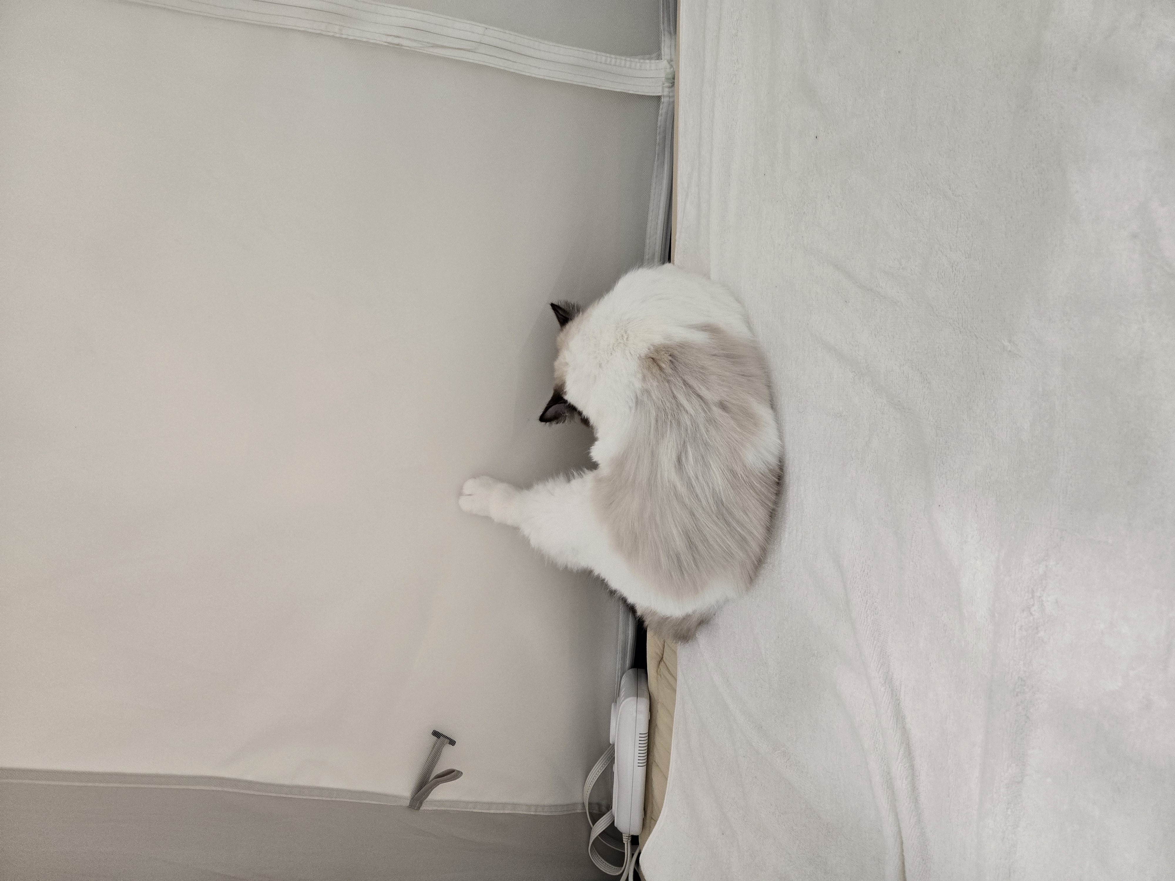 미야오(마시) 동자연에 활동가분들과 동물친구들 메리크리스마스♡