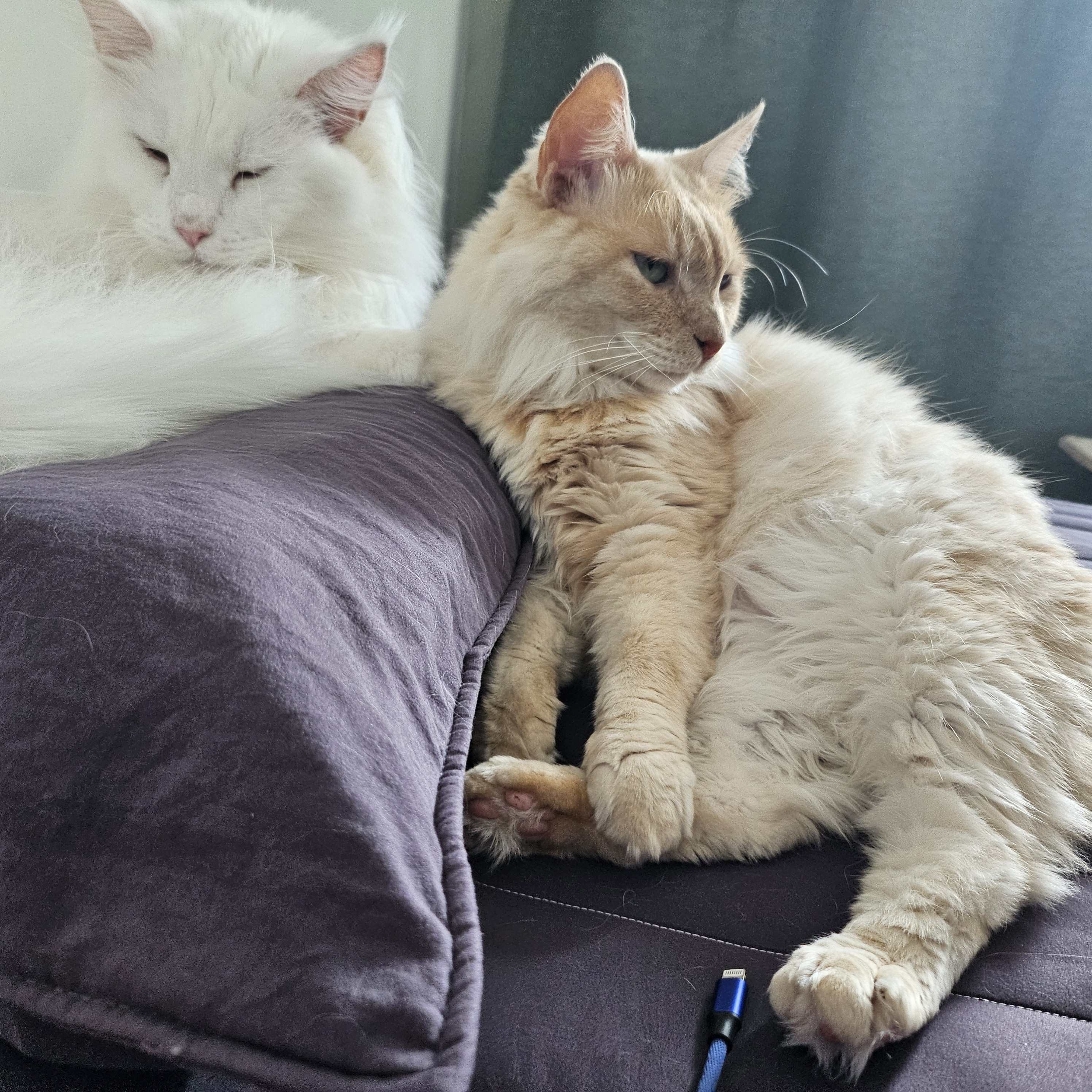 쟈냐깨냐(이순이 모이) 근황