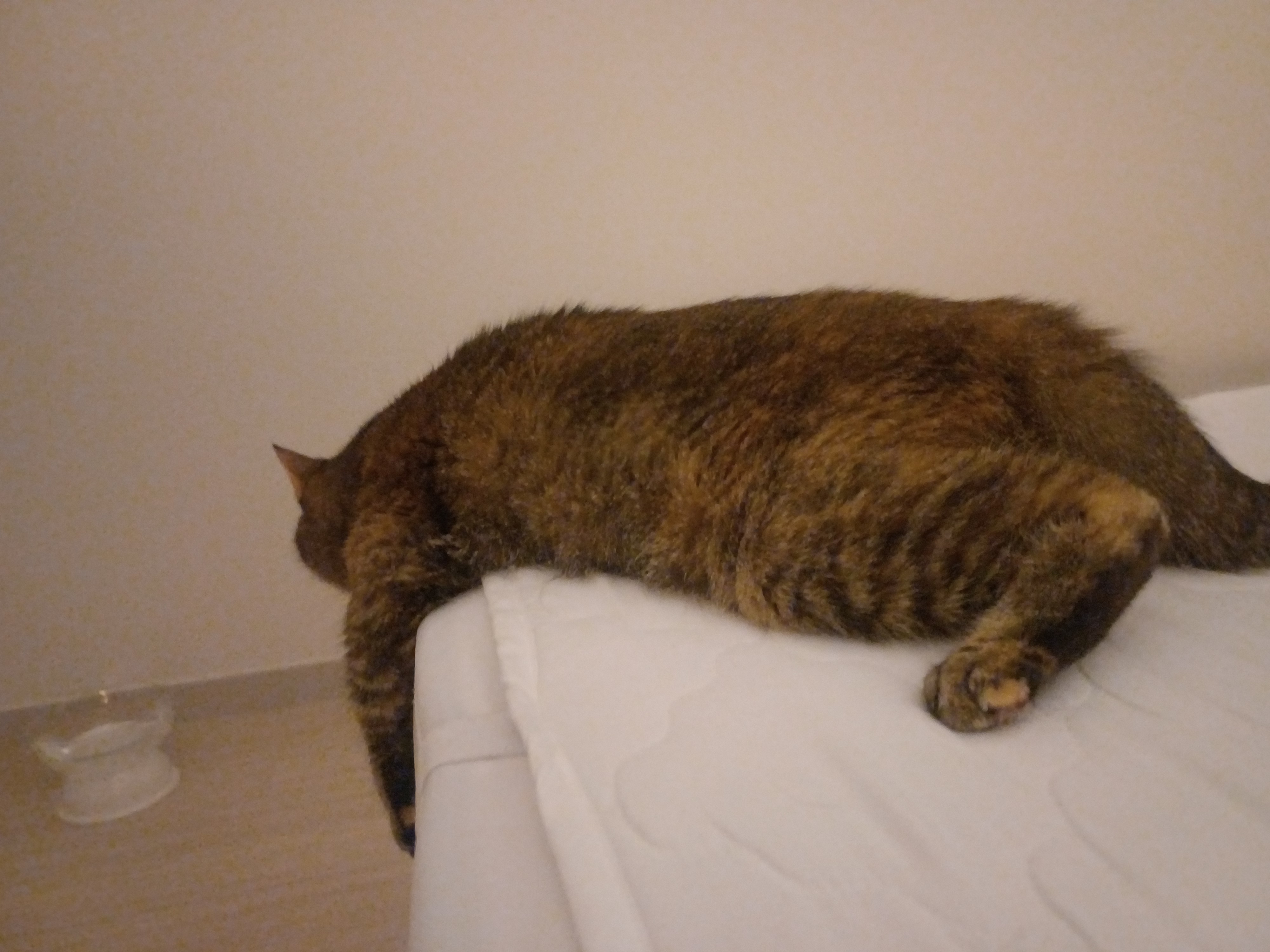 (현)후추 (구)마동이 3개월 됐어요~