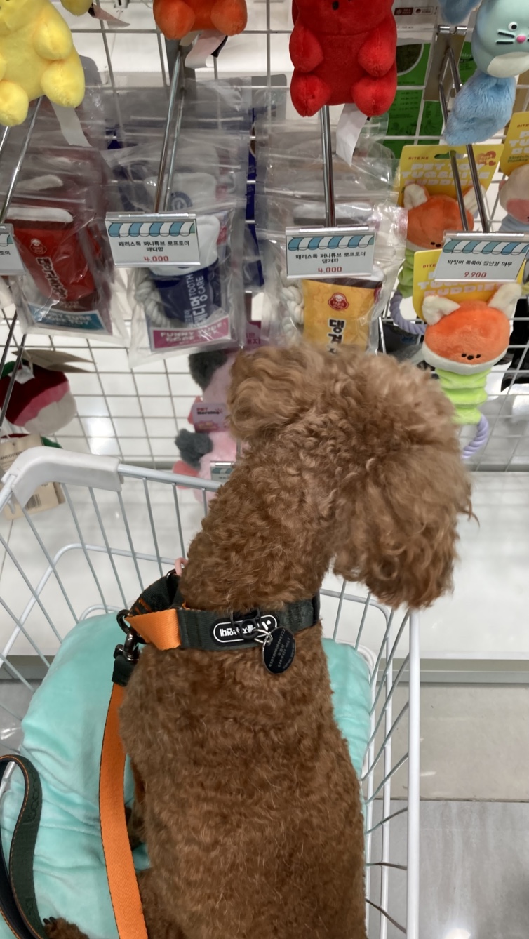 안녕하세요 보사가 왔어요 ~