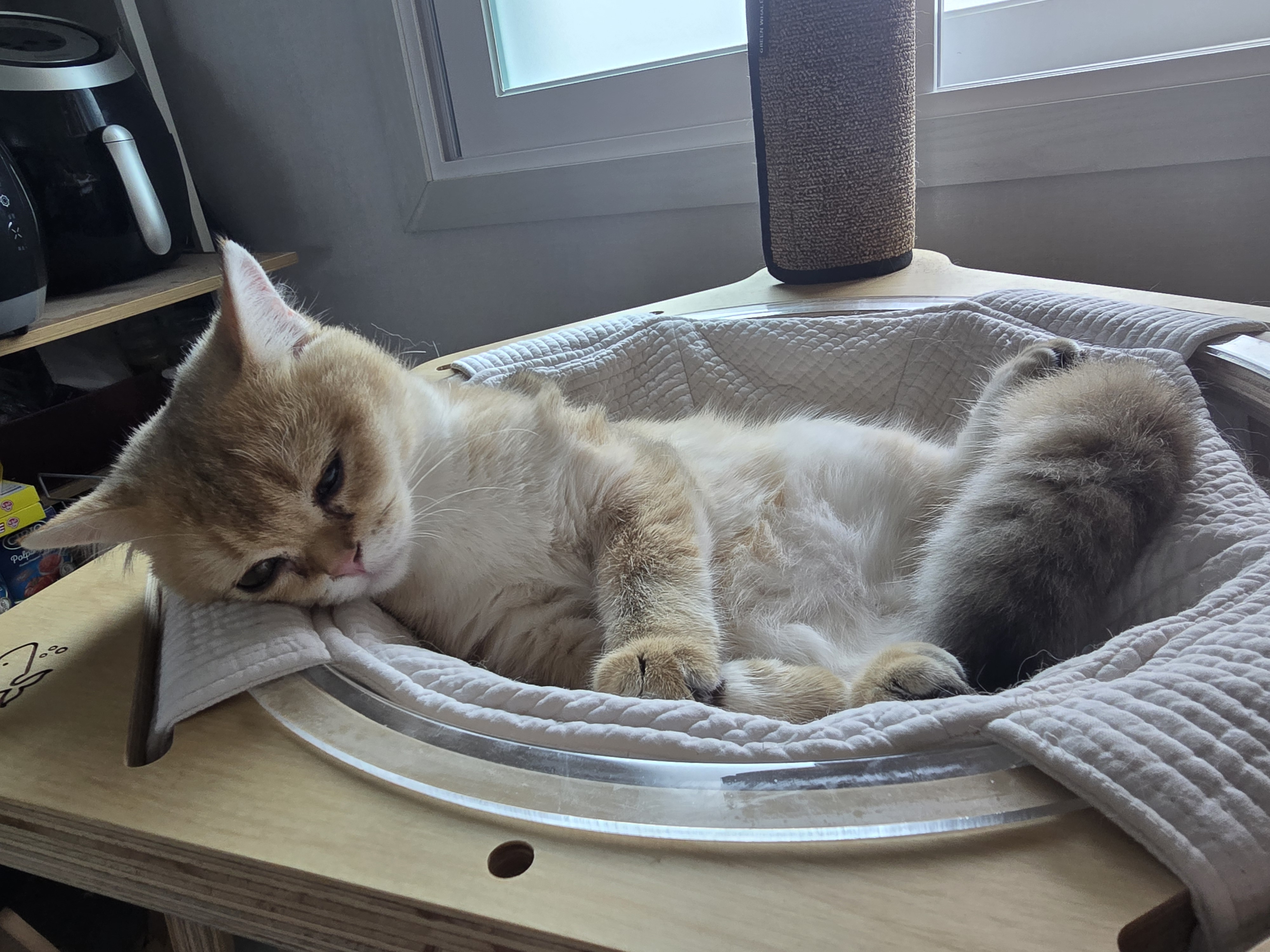 나나&무무(가필드&미가)가족된지 3개월 후기