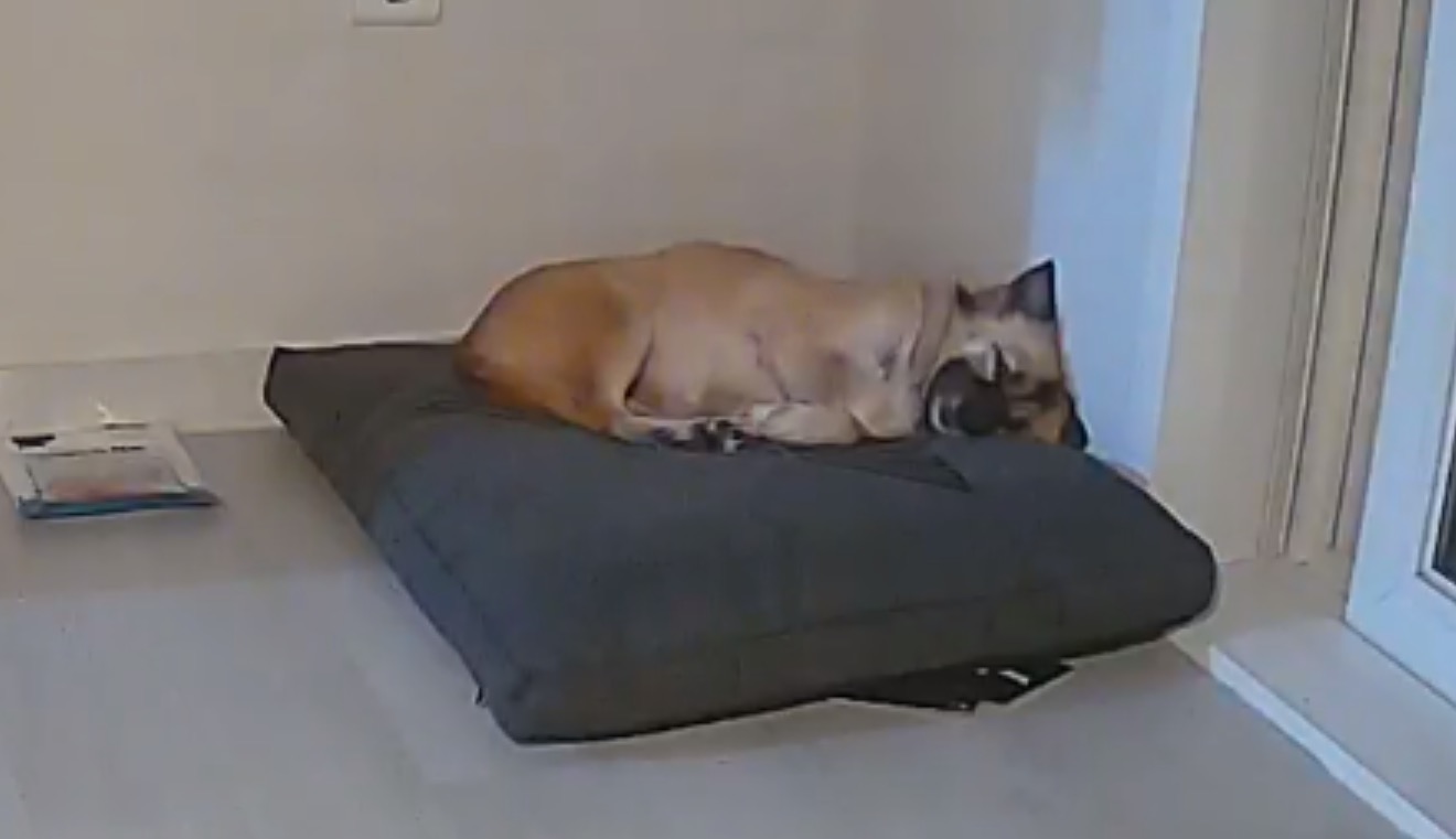 반달이이와 케일이의 집생활