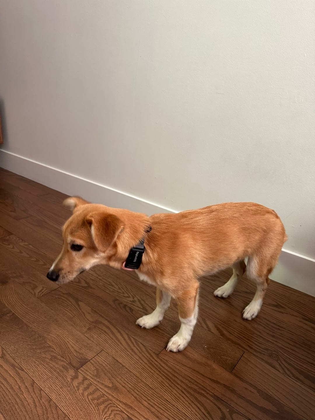 [해외입양] 캐나다 밴쿠버에서 가족을 만난 '모동이'