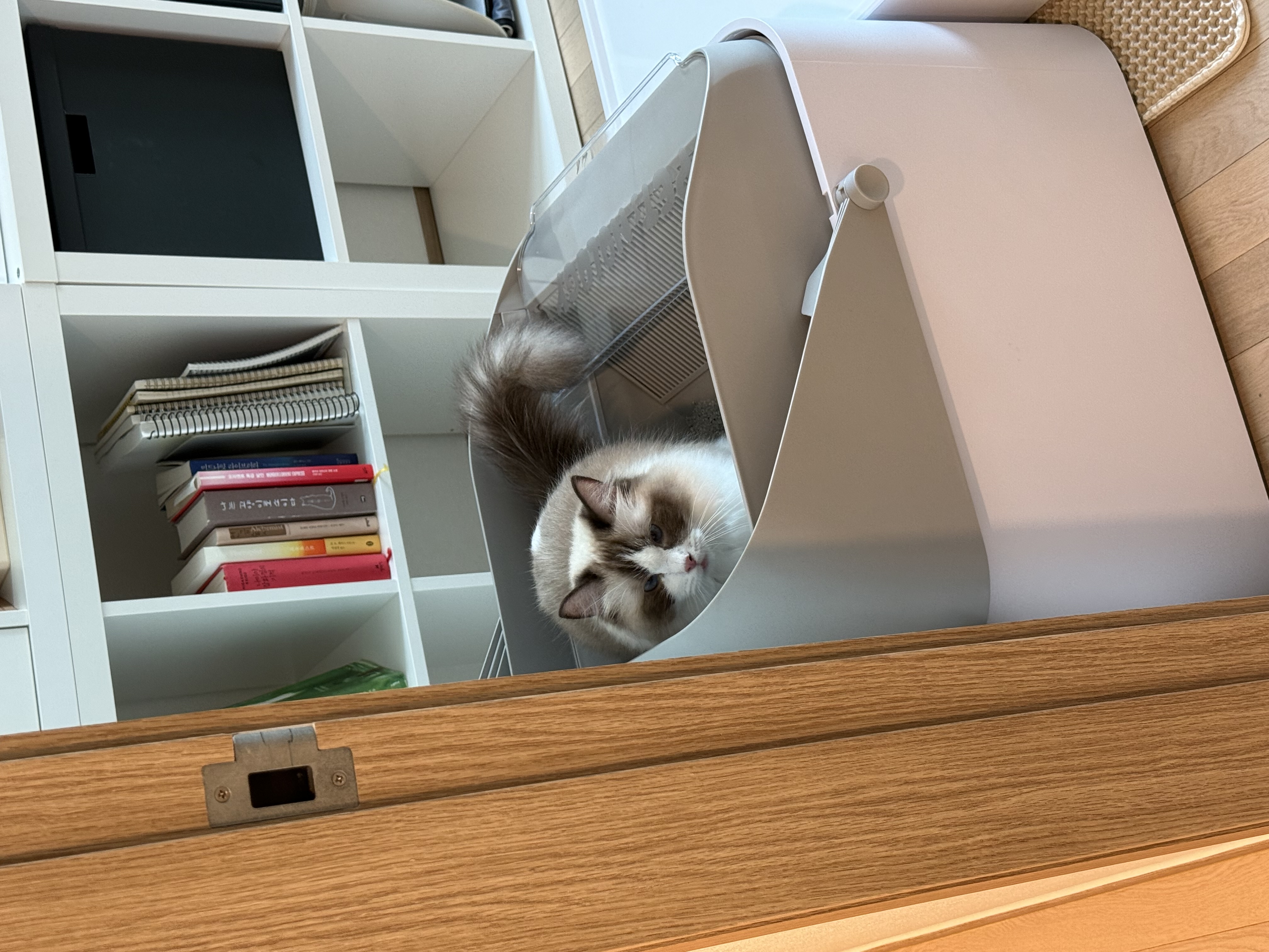 모모가 된 마찌 입양후기에요