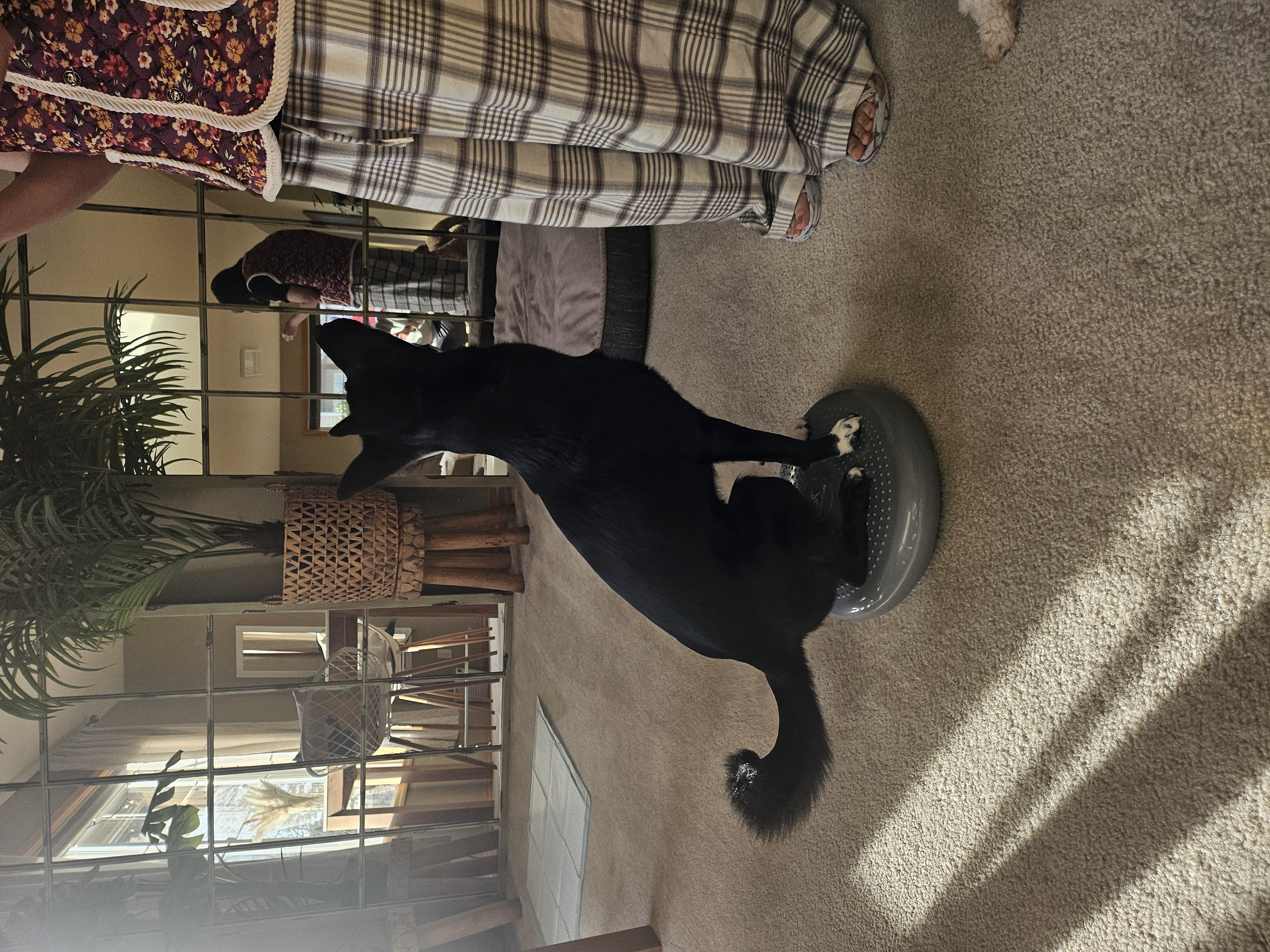 하루 (구 대순) 입양후 6개월이 지났습니다