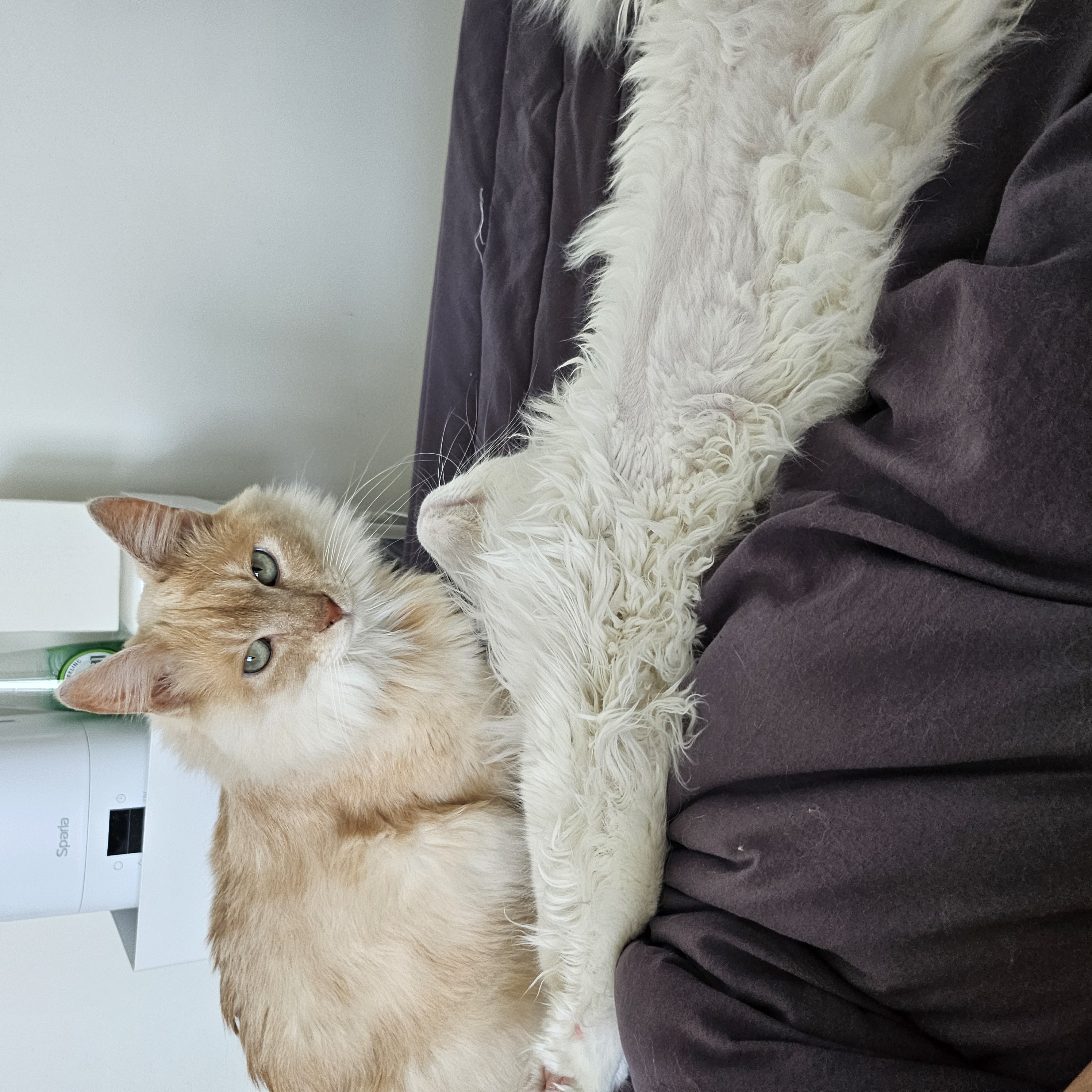 쟈냐깨냐(이순이 모이) 근황