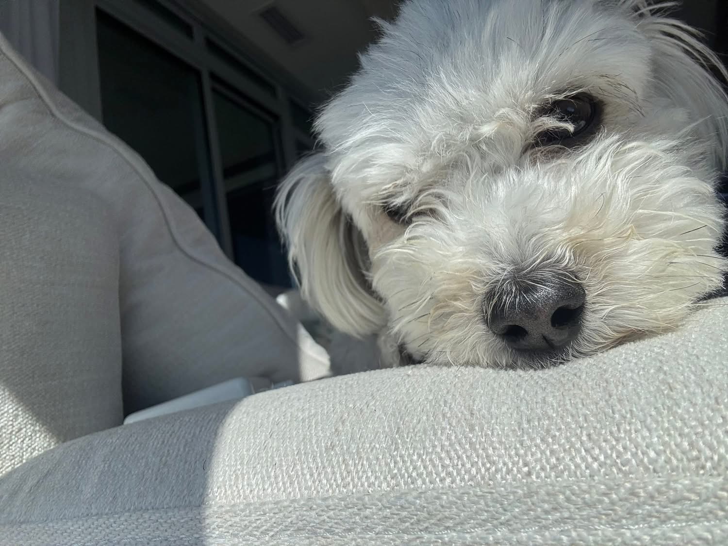 [해외입양] 캐나다 토론토에서 전해온 '함덕이' 소식💌