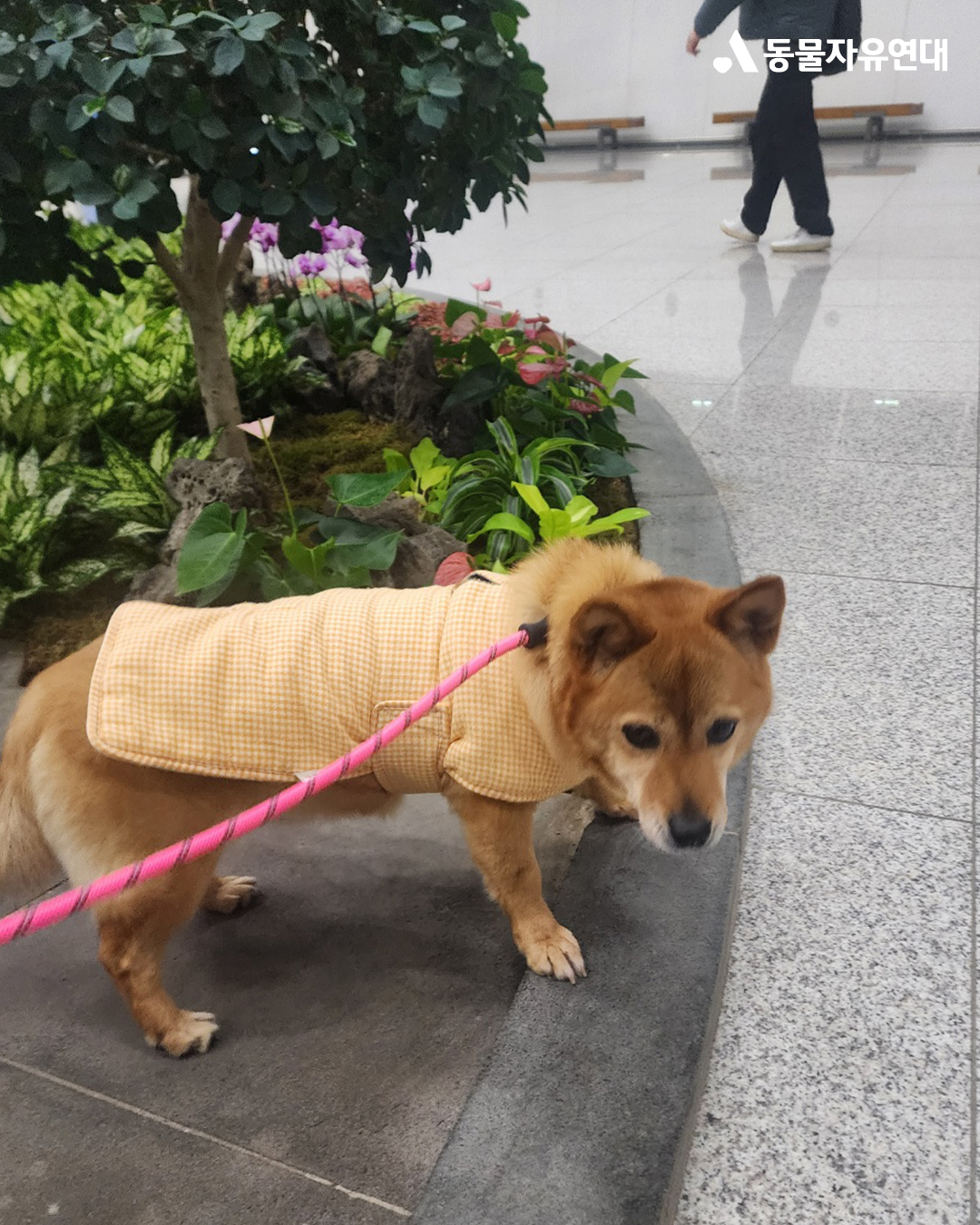 [해외입양] 캐나다 토론토에서 가족을 만난 '아장이'