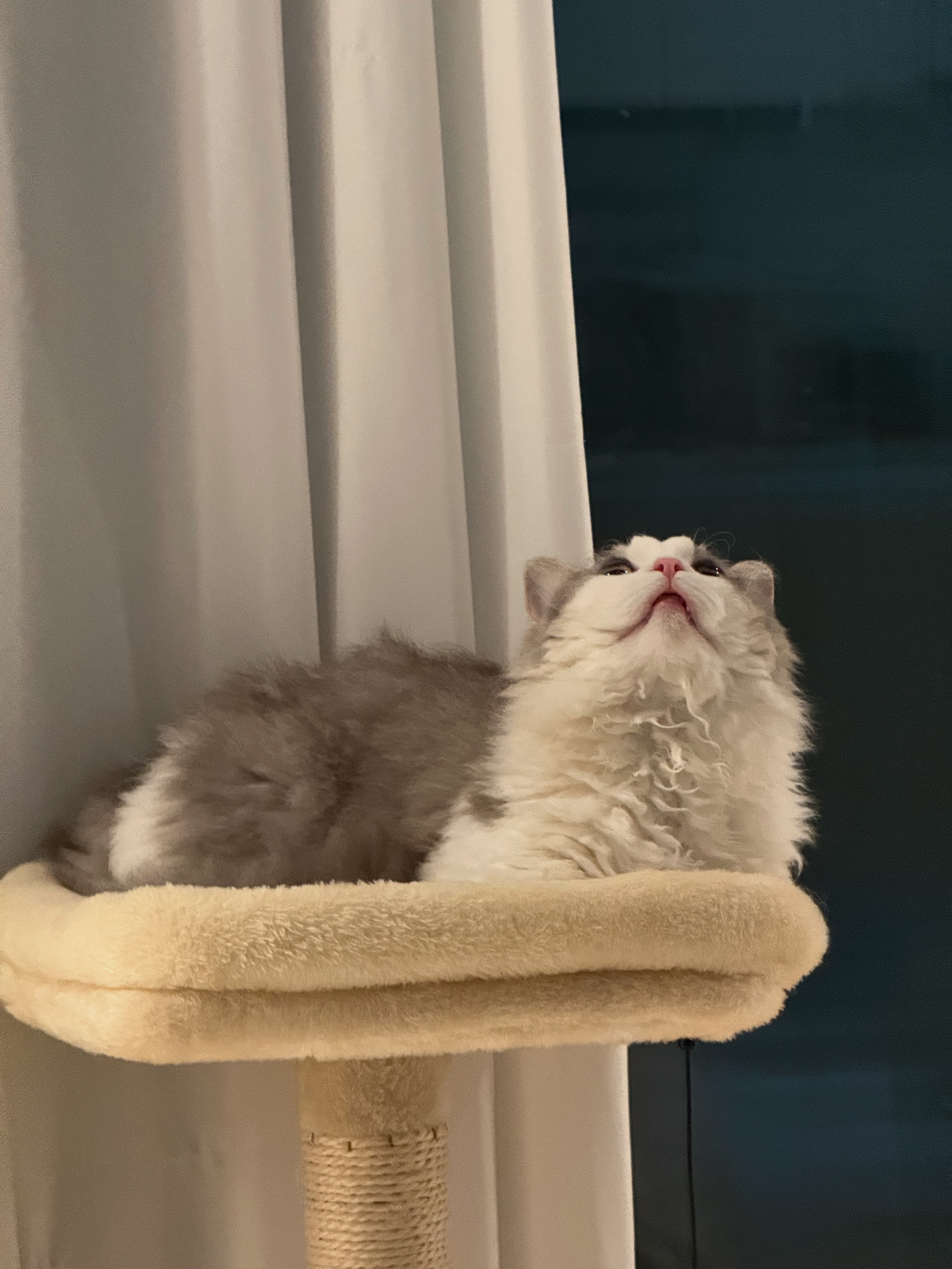 천사냥 단비(울산번식장 구조묘 몽땅이)와 6개월차 동거 후기