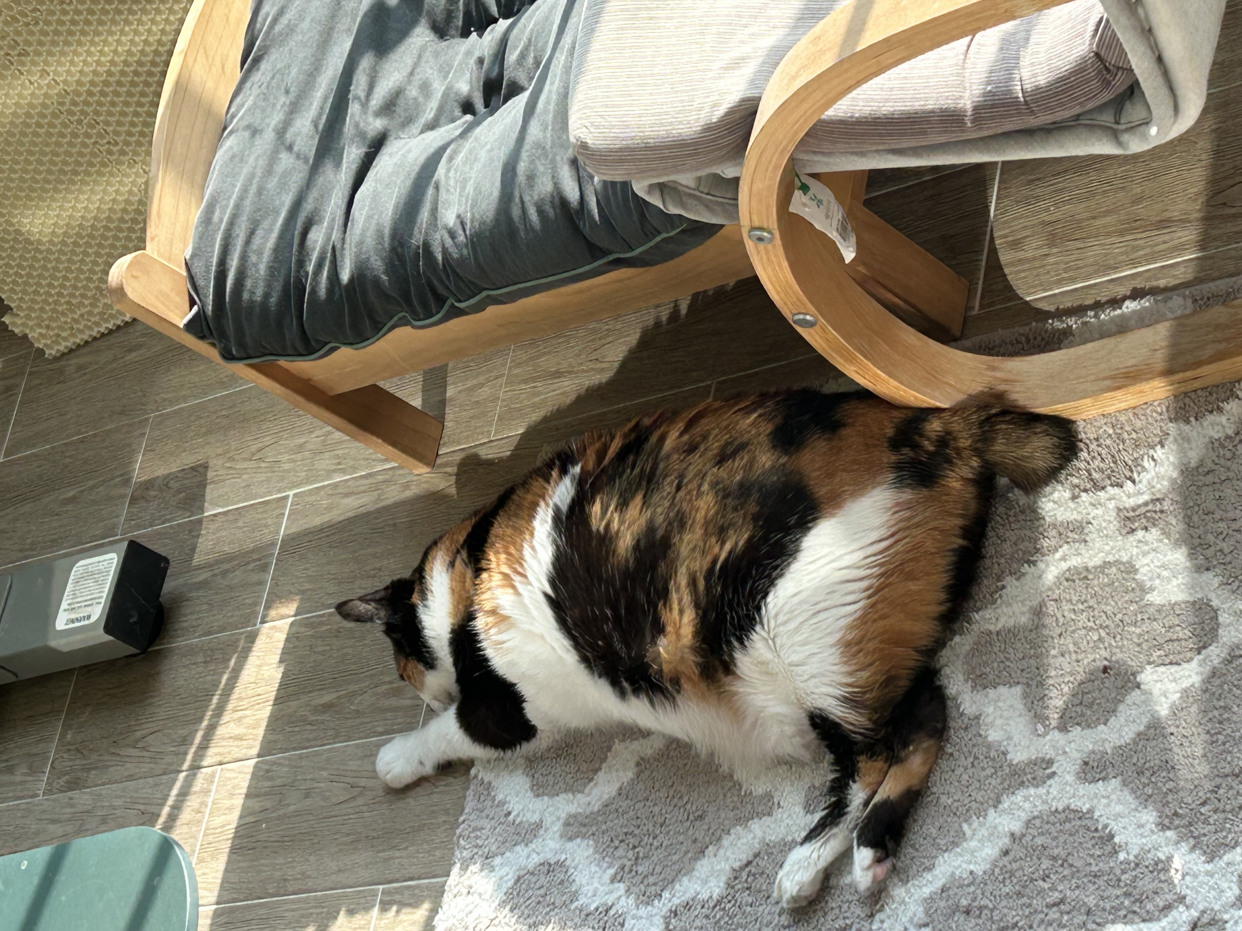 달이(달냥이) 가 벌써 석달째