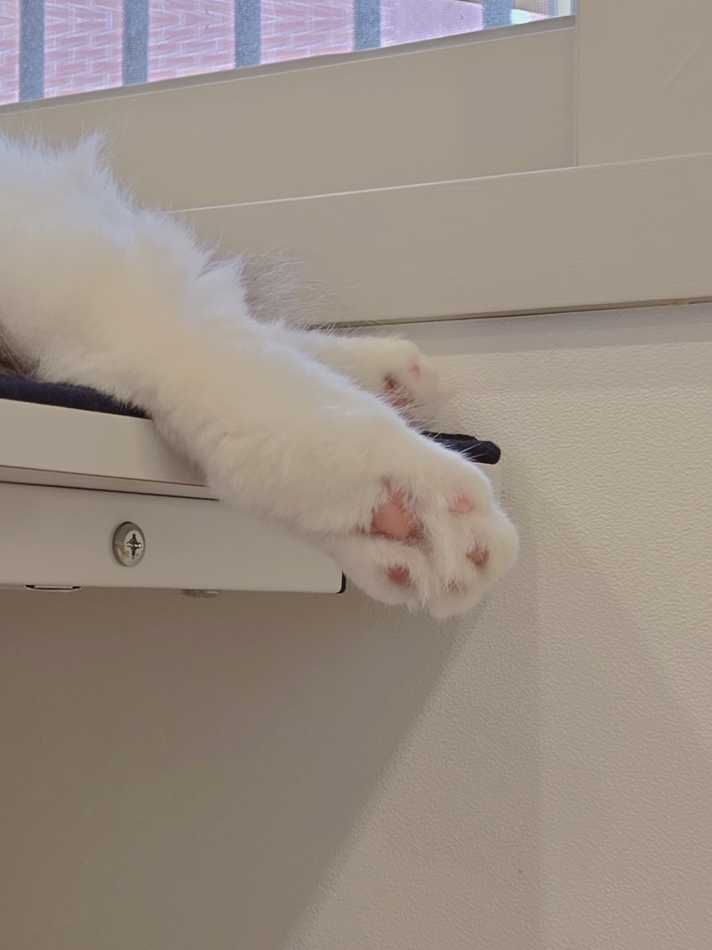 미야오(마시) 입양 : 1주일 차