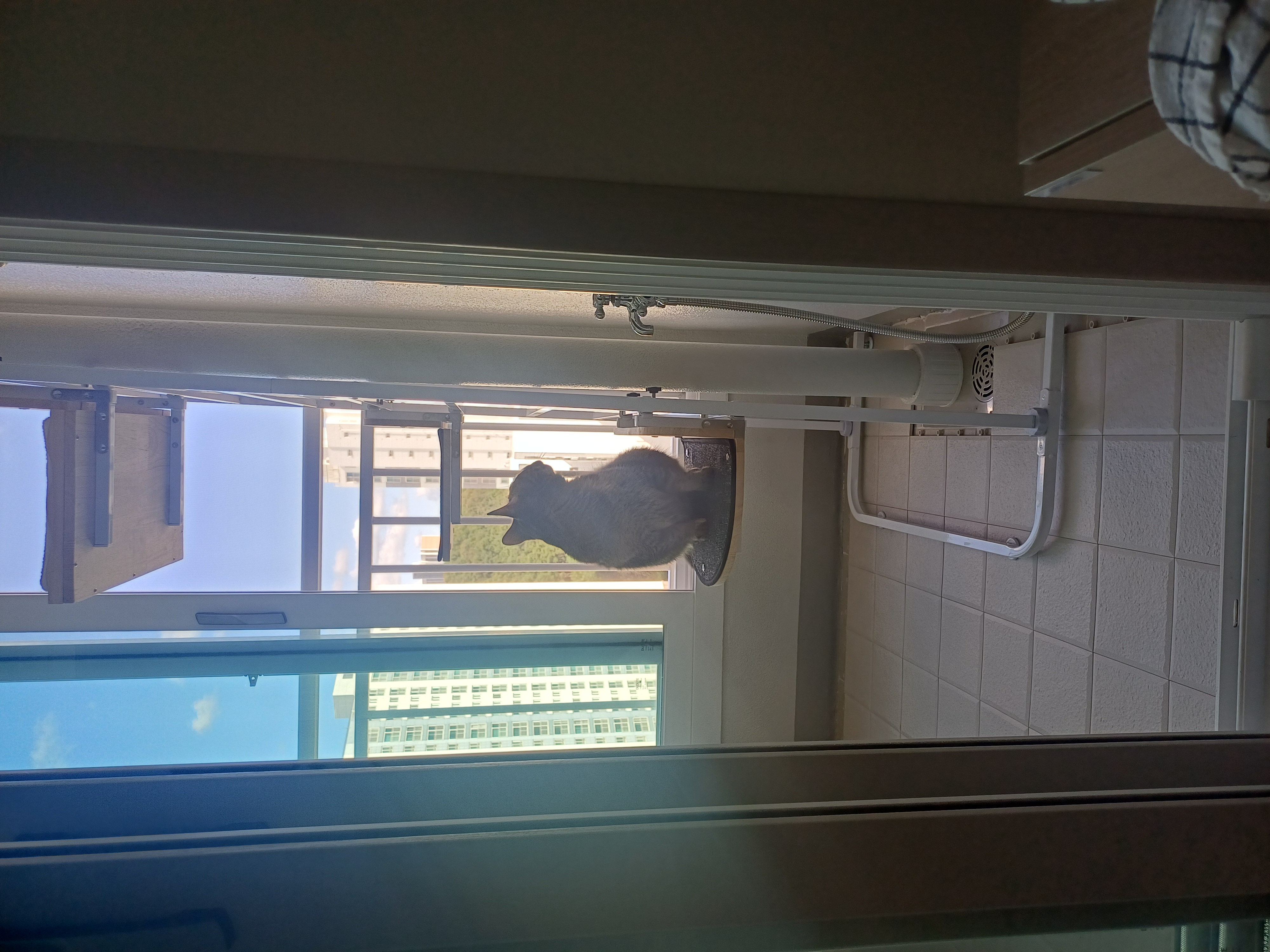 (현)후추 (구)마동이 3개월 됐어요~