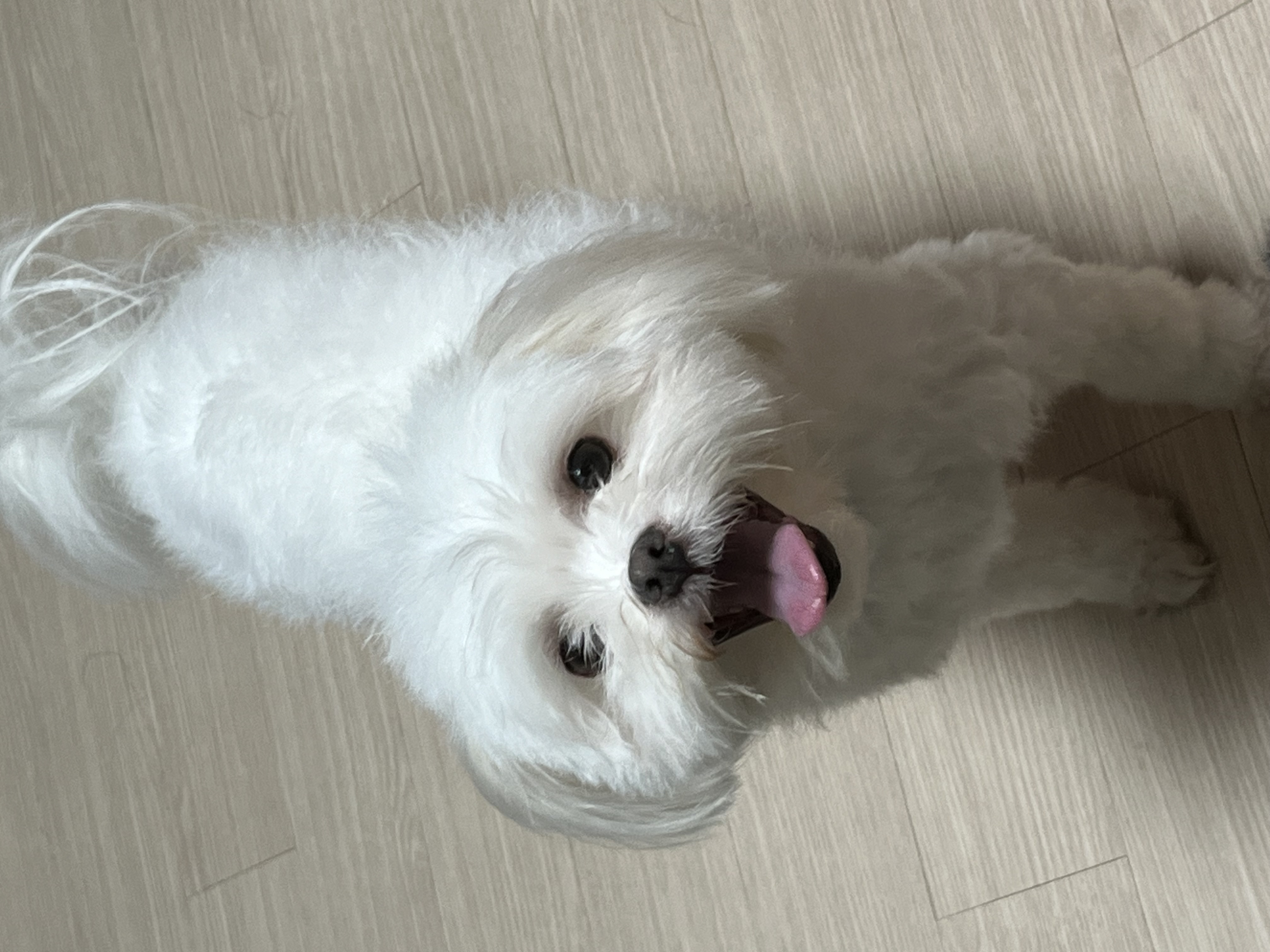 아츄 포리 코코네입니다!