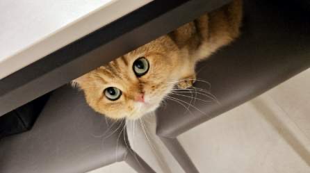 구두부 현마루가 가족이 된 지 2년째 후기입니다.