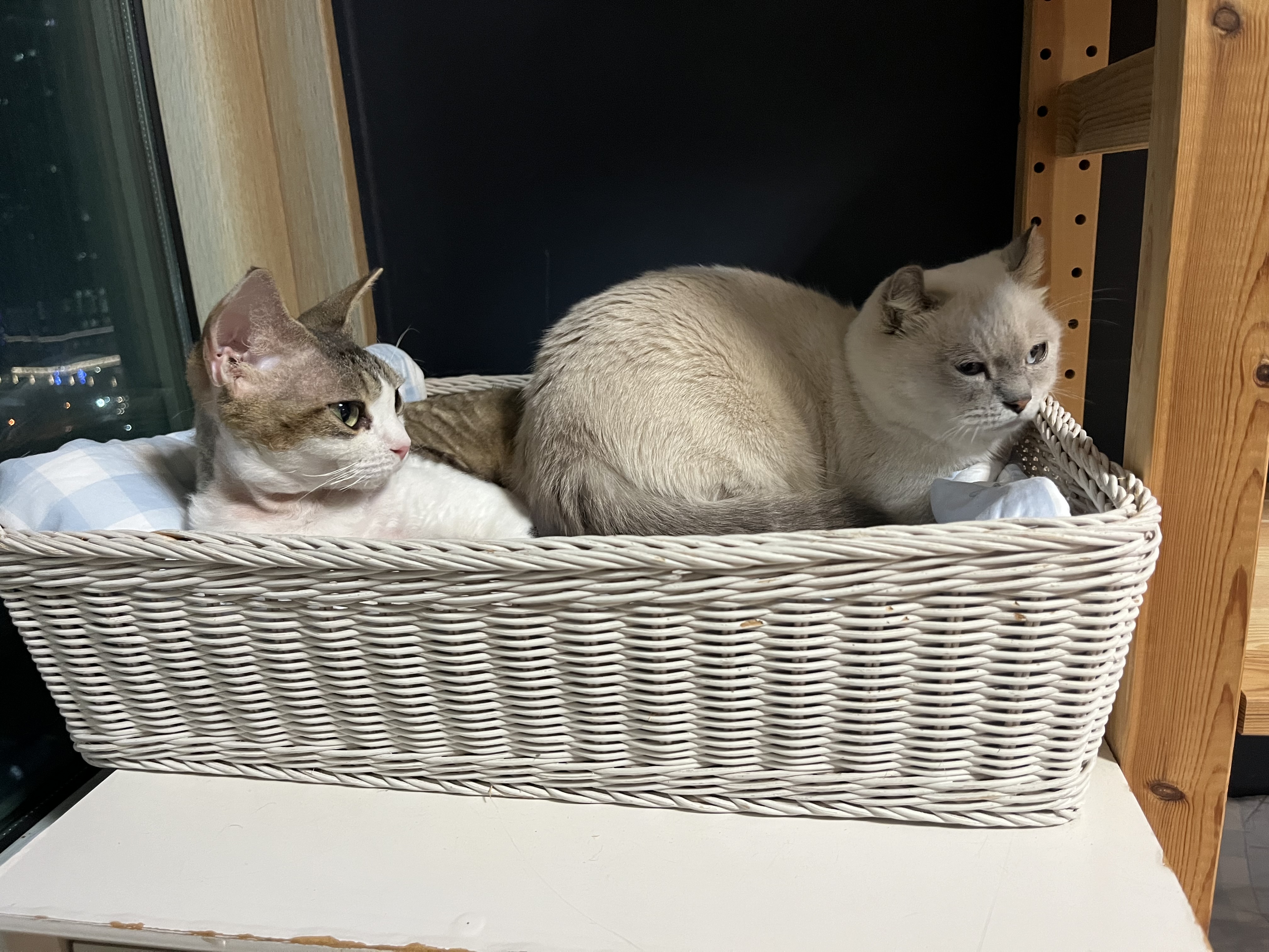 머루가 된 까까의 한달입니다