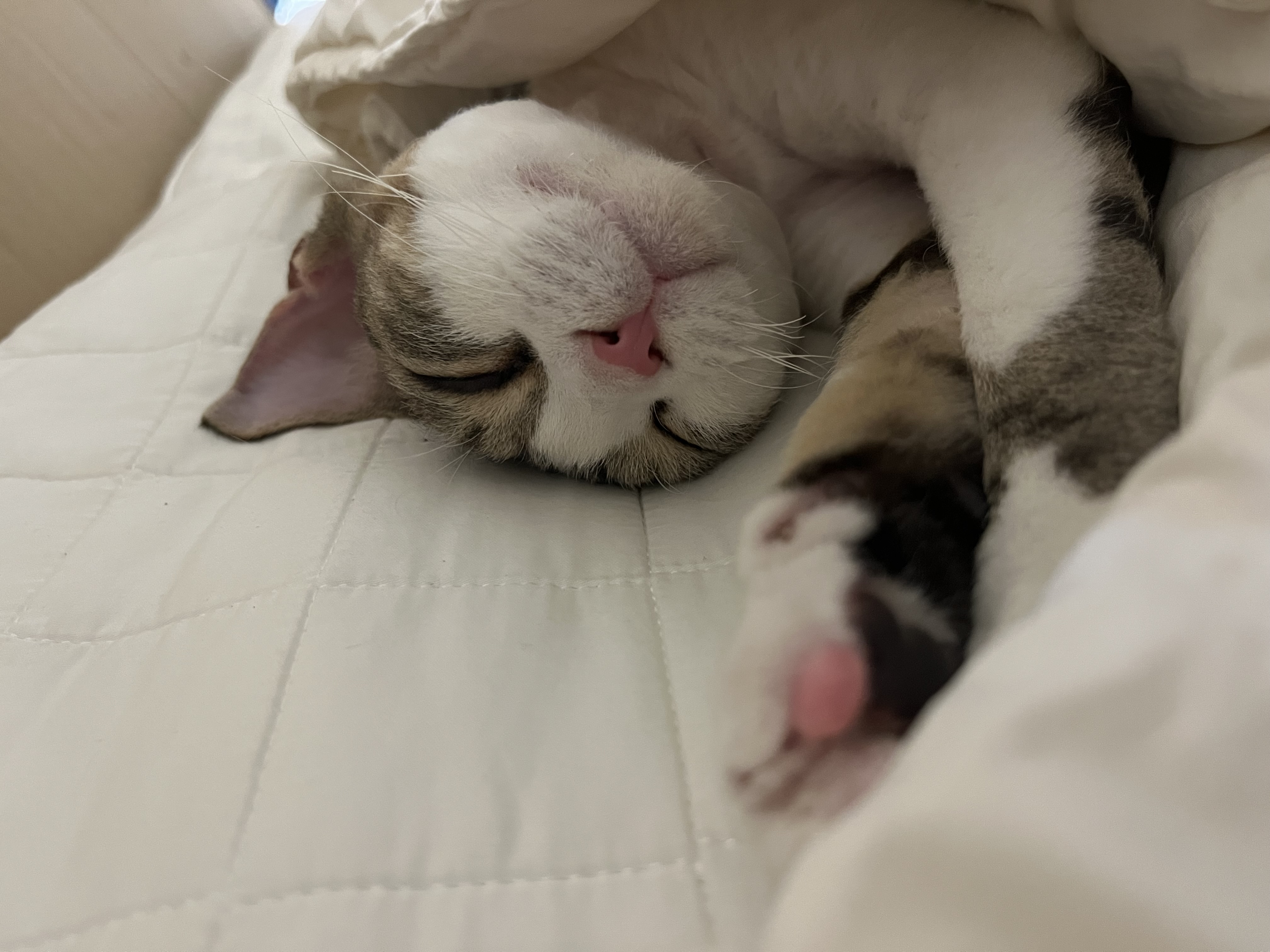 머루가 된 까까의 한달입니다