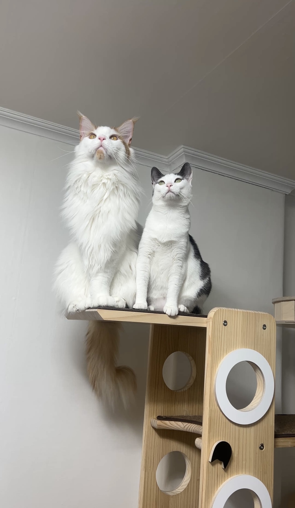 조케타(테리) 2년차 입양후기