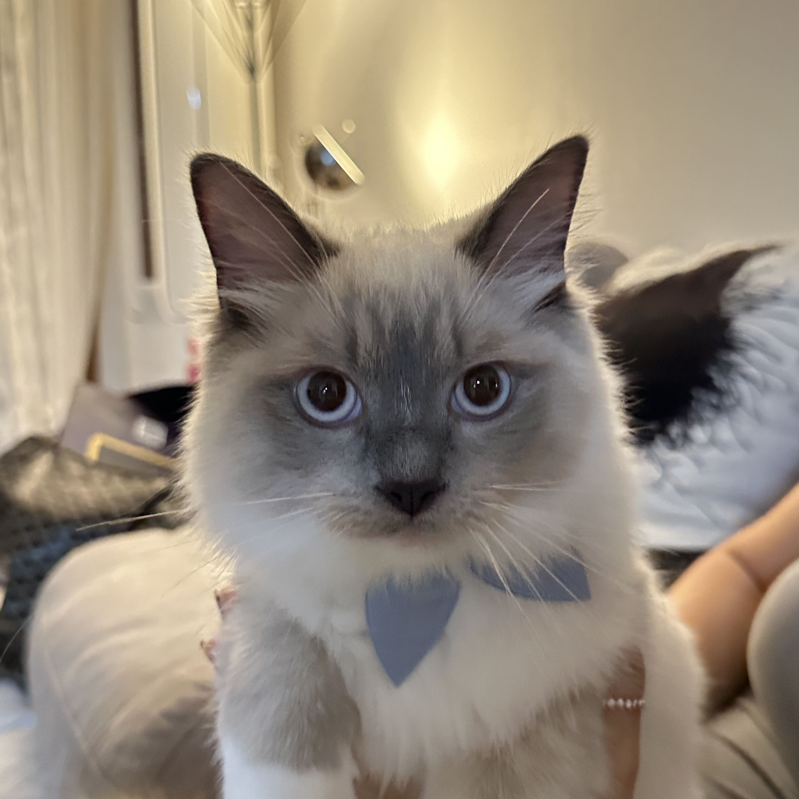 비누 - 📅 입양 1개월 차 후기 🐾