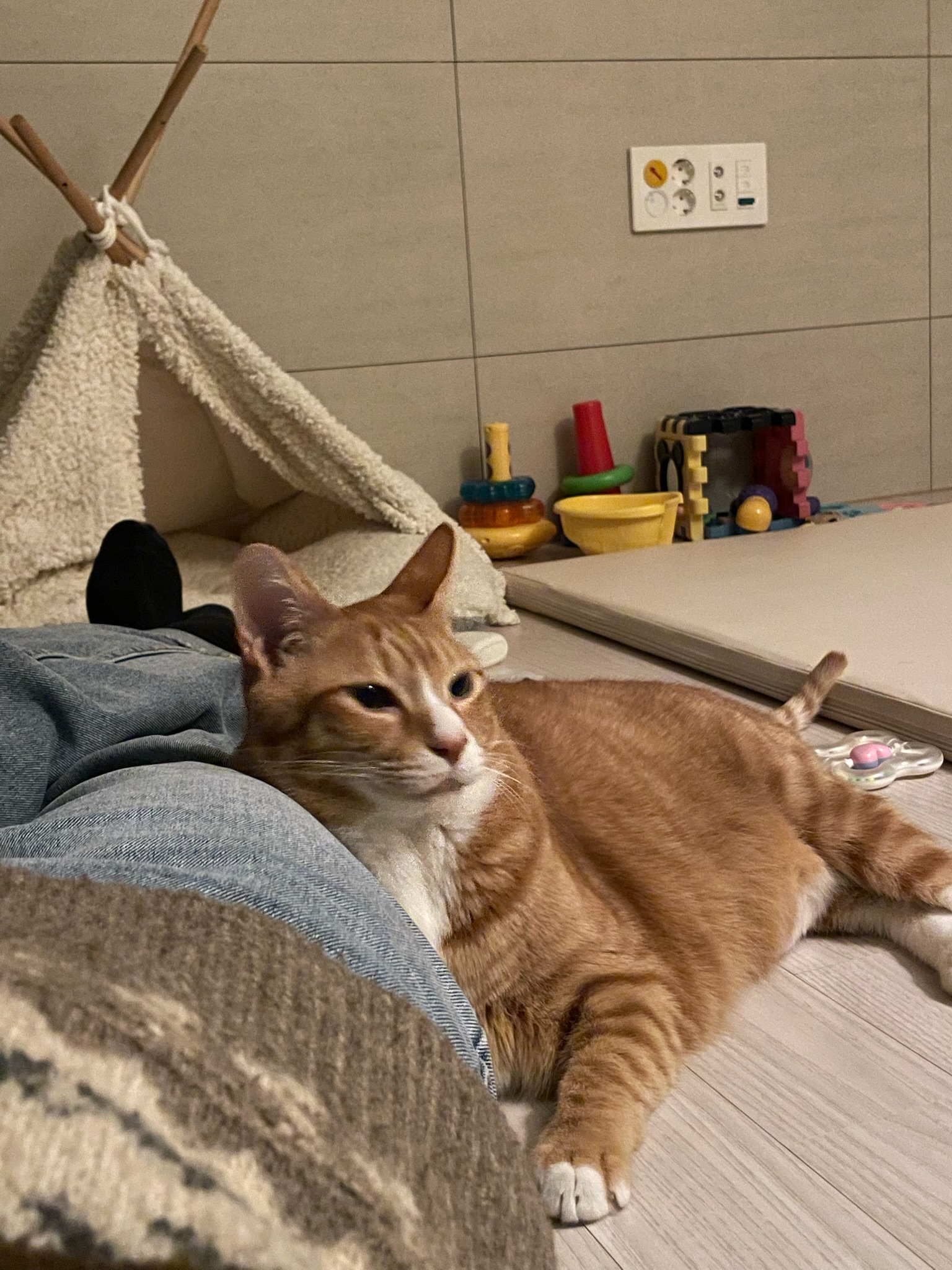 리치 5년 입양 후기