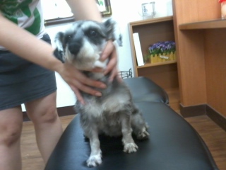 슈나우저여아 보호하고있습니다.(수원구운탑동일대)