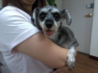 슈나우저여아 보호하고있습니다.(수원구운탑동일대)