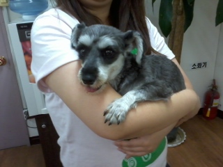 슈나우저여아 보호하고있습니다.(수원구운탑동일대)