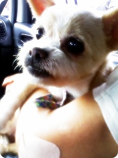 <시흥시 정왕동>저희 17년된 강아지 캔디를 애타게 찾습니다