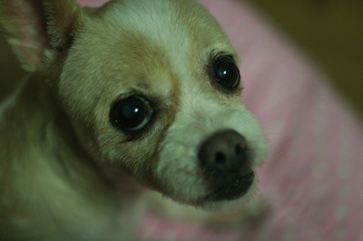 <시흥시 정왕동>저희 17년된 강아지 캔디를 애타게 찾습니다