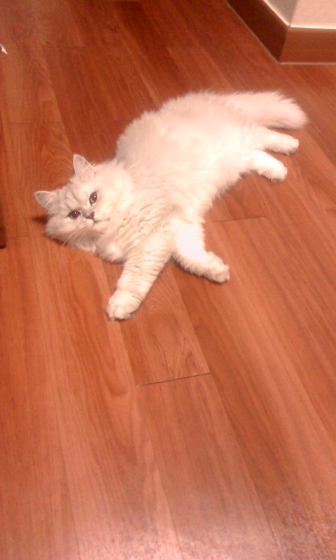 (서울 돈암)페르시안친칠라를 찾습니다..