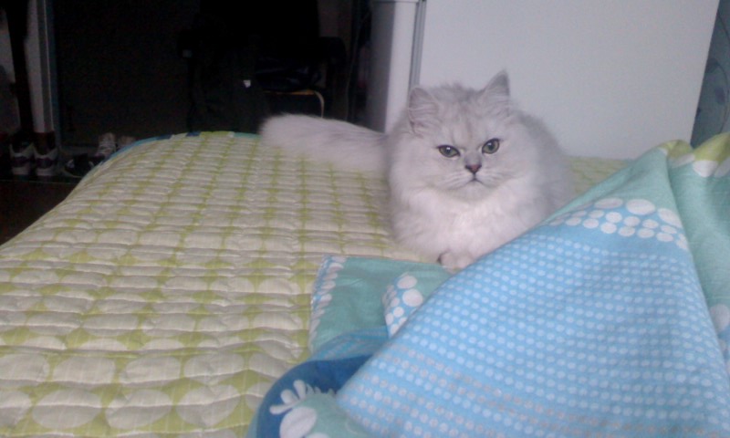 (서울 돈암)페르시안친칠라를 찾습니다..