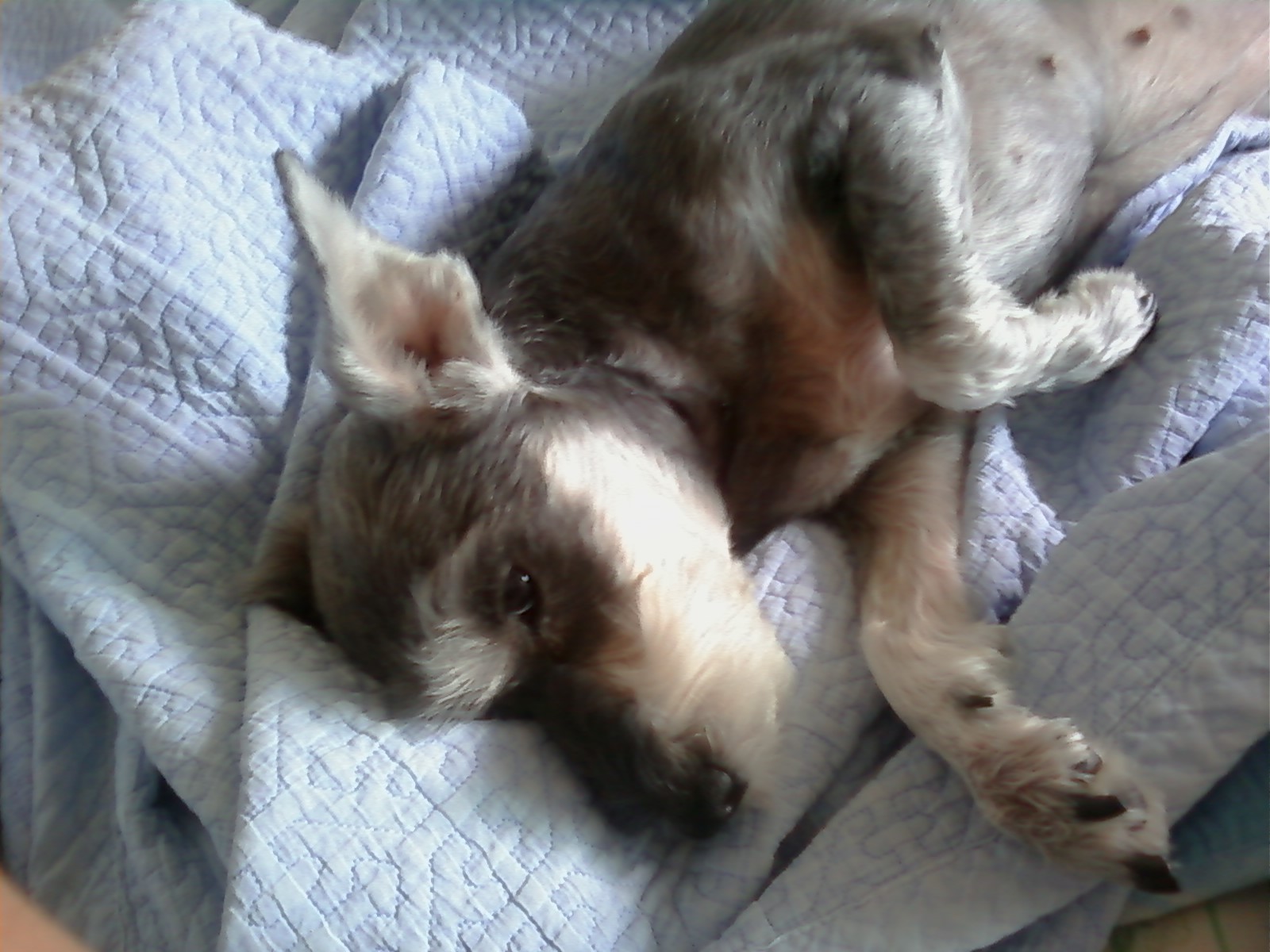 슈나우저 깜비를 찾습니다..