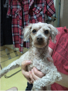 주인찾습니다.!!!서울시성동구 옥수1동 갈색푸들 발견보호중