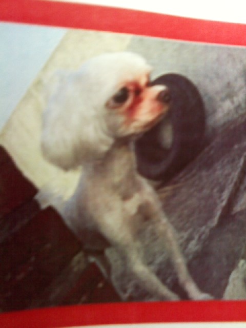 경북대학교 부근 말티즈 남아를 찾습니다.★