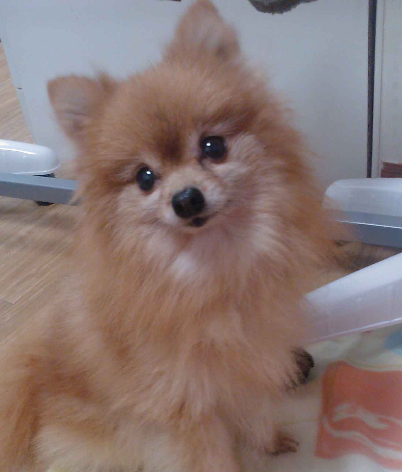 상월곡동에서 포메라이언 수컷 개를 찾습니다.