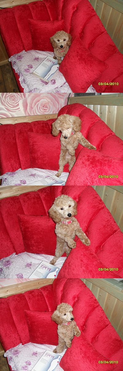 뚝섬유원지에서 6월21일 잃어버린 7개월된갈색푸들을찾습니다.