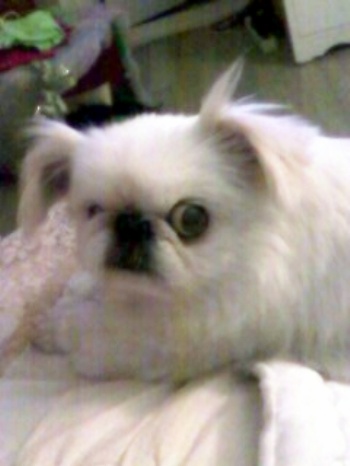 오오,머리부터발끝까지다사랑스러워~