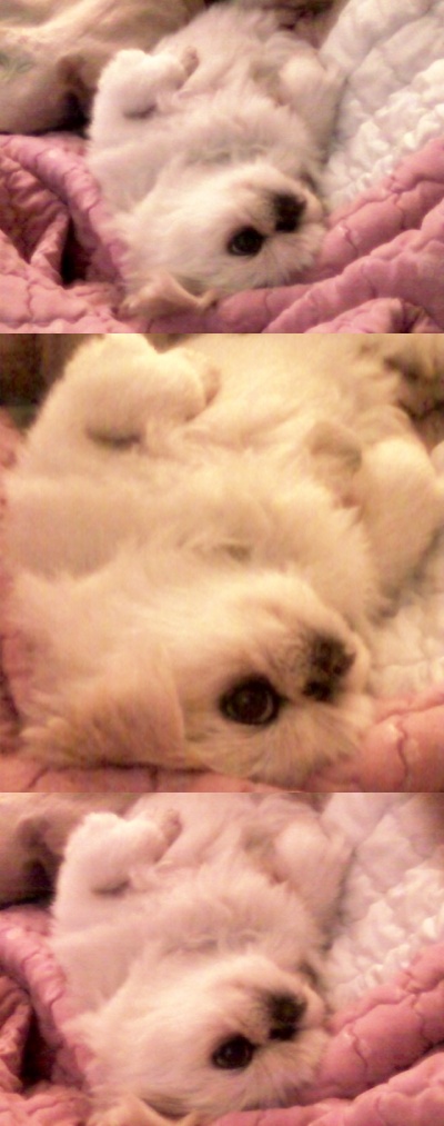 오오,머리부터발끝까지다사랑스러워~