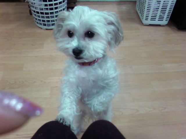 말티스믹스견 실종했습니다.