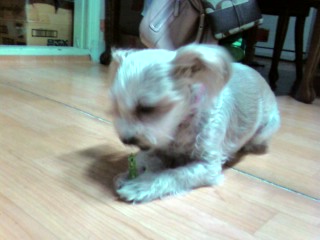 말티스믹스견 실종했습니다.