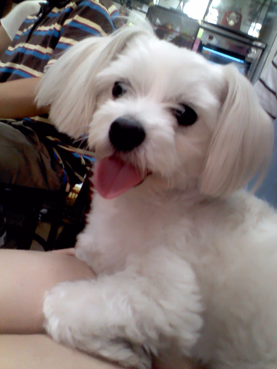 저희똘이를찾습니다말티즈수컷5살중성화안돼잇어요