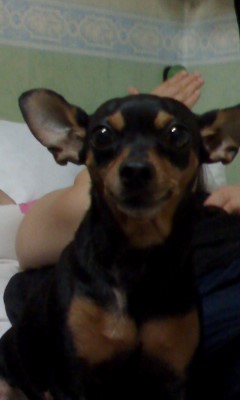 [긴급]우리 하늘이를 찾아주세요!!!