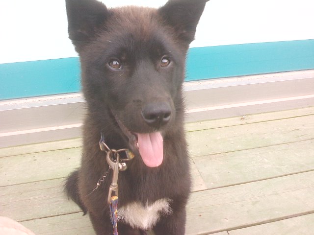 경기화성제부리에서 잊어버린믹스견 수컷을 찾습니다.