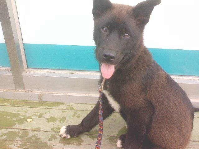 경기화성제부리에서 잊어버린믹스견 수컷을 찾습니다.