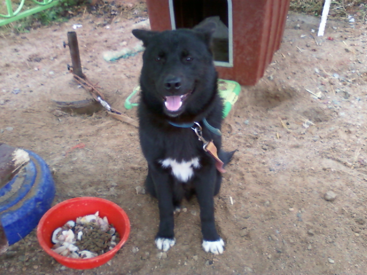 경기화성제부리에서 잊어버린믹스견 수컷을 찾습니다.