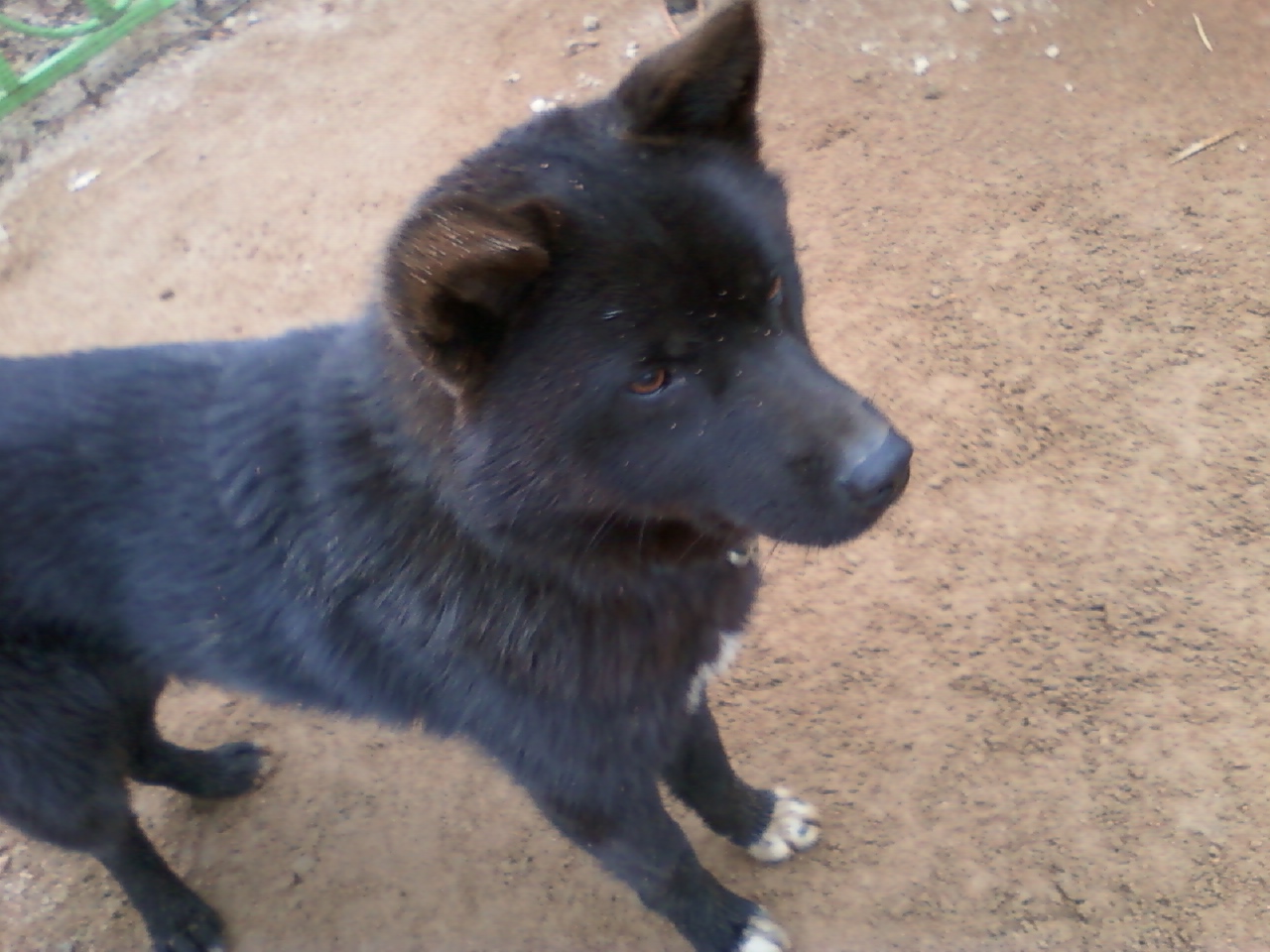 경기화성제부리에서 잊어버린믹스견 수컷을 찾습니다.