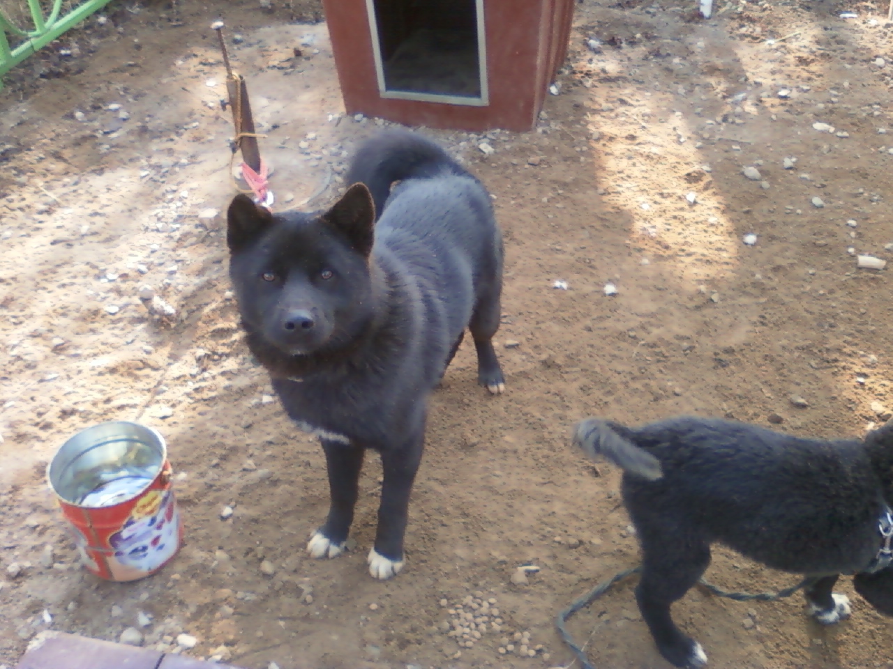 경기화성제부리에서 잊어버린믹스견 수컷을 찾습니다.