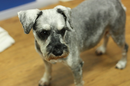 슈나우져 찾습니다  서울시 영등포구 도림동 사례금 30만