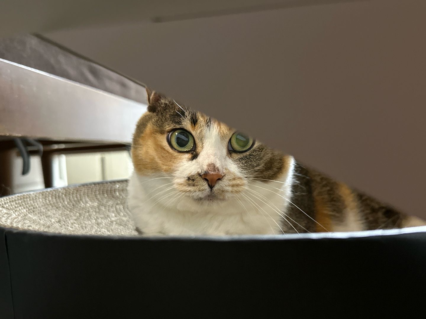 샹떼와 두 번째 여름을 나고 있습니다