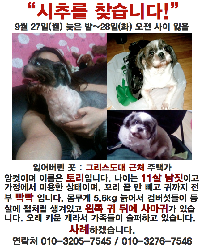 강서구 화곡6동 그리스도신학대 부근 11살 시츄 암컷